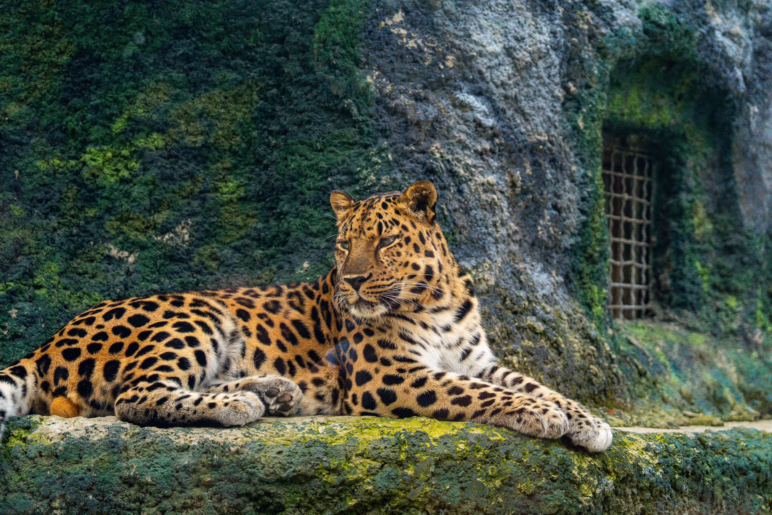 tijger in de bergen